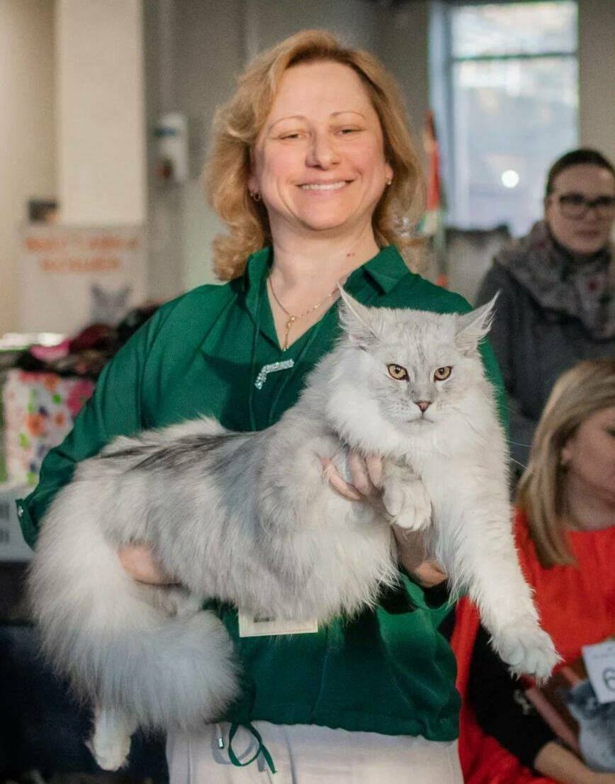 питомник мейн кунов Silver Style питомник мейн кунов Silver Style